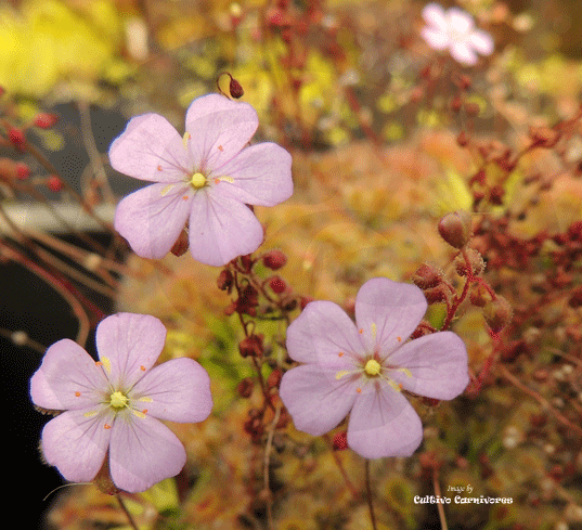 Pot o' Pygmies - Mini Version Sundews - Drosera Pulchella for sale | Buy carnivorous plants and seeds online @ South Africa's leading online plant nursery, Cultivo Carnivores