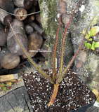 SUNDEW: Drosera Regia (The King Sundew) for sale | Buy carnivorous plants and seeds online @ South Africa's leading online plant nursery, Cultivo Carnivores