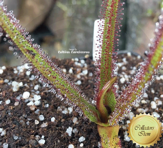 SUNDEW: Drosera Regia (The King Sundew) for sale | Buy carnivorous plants and seeds online @ South Africa's leading online plant nursery, Cultivo Carnivores