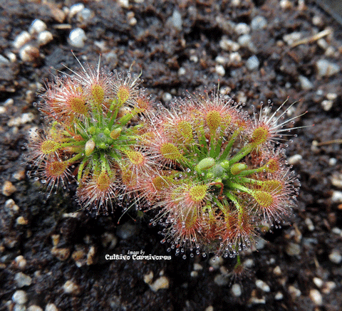 SUNDEW: Drosera Roseana (Pot o' Pygmies) for sale | Buy carnivorous plants and seeds online @ South Africa's leading online plant nursery, Cultivo Carnivores