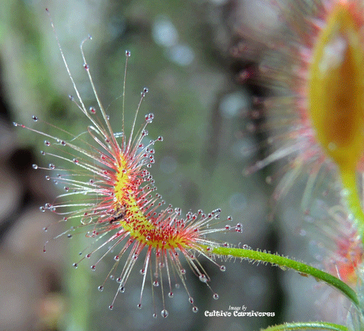 Pot o' Pygmies - Mini Version Sundews - Drosera Scorpioides for sale | Buy carnivorous plants and seeds online @ South Africa's leading online plant nursery, Cultivo Carnivores