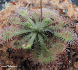 SUNDEW: Drosera Spatulata (The Spoonleaf Sundew) - Pink Flower for sale | Buy carnivorous plants and seeds online @ South Africa's leading online plant nursery, Cultivo Carnivores