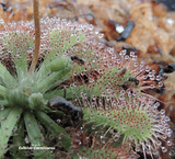 SUNDEW: Drosera Spatulata (The Spoonleaf Sundew) - Pink Flower for sale | Buy carnivorous plants and seeds online @ South Africa's leading online plant nursery, Cultivo Carnivores