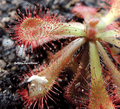 SUNDEW: Drosera Venusta (The Elegant Sundew) for sale | Buy carnivorous plants and seeds online @ South Africa's leading online plant nursery, Cultivo Carnivores