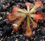 SUNDEW: Drosera Venusta (The Elegant Sundew) for sale | Buy carnivorous plants and seeds online @ South Africa's leading online plant nursery, Cultivo Carnivores