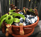 Cultivo's Custom Savage Gardens (Bogs) 🔥 Client's choice > made to order for sale | Buy carnivorous plants and seeds online @ South Africa's leading online plant nursery, Cultivo Carnivores
