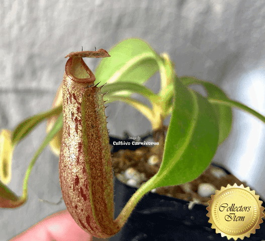 TROPICAL PITCHER:  Diflora's Nepenthes Samsara 💎 Cultivo Exclusive 📏 Leafspan 8-12cm