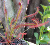 SUNDEW: Drosera Capensis (Cape Sundew), Red form for sale | Buy carnivorous plants and seeds online @ South Africa's leading online plant nursery, Cultivo Carnivores