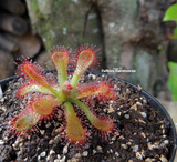 Sundew:  Drosera Coccicaulis (The red stem sundew) for sale | Buy carnivorous plants and seeds online @ South Africa's leading online plant nursery, Cultivo Carnivores