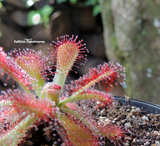 Sundew:  Drosera Coccicaulis (The red stem sundew) for sale | Buy carnivorous plants and seeds online @ South Africa's leading online plant nursery, Cultivo Carnivores
