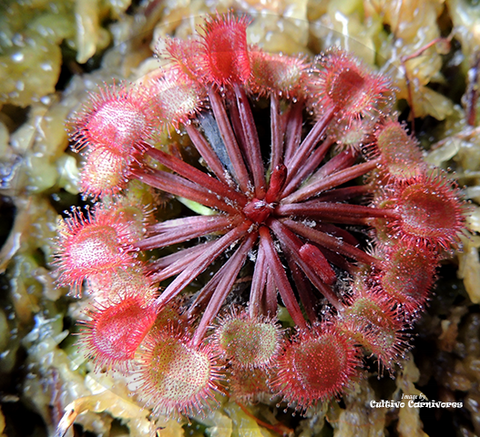 Sundew:  Drosera Kenneallyi (Petiolaris Complex) for sale | Buy carnivorous plants and seeds online @ South Africa's leading online plant nursery, Cultivo Carnivores