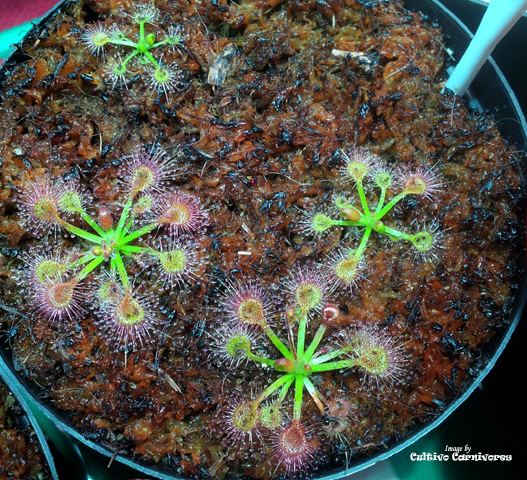 Pot o' Pygmies - Mini Version Sundews - Drosera Pulchella for sale | Buy carnivorous plants and seeds online @ South Africa's leading online plant nursery, Cultivo Carnivores