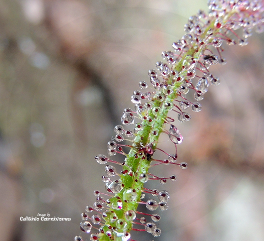 SUNDEW: Drosera Regia (The King Sundew) for sale | Buy carnivorous plants and seeds online @ South Africa's leading online plant nursery, Cultivo Carnivores