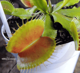 VENUS FLYTRAP:  NO ID for sale | Buy carnivorous plants and seeds online @ South Africa's leading online plant nursery, Cultivo Carnivores