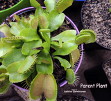 VENUS FLYTRAP:  NO ID for sale | Buy carnivorous plants and seeds online @ South Africa's leading online plant nursery, Cultivo Carnivores
