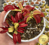 VENUS FLYTRAP:  Diablo 💎 Cultivo Exclusive (various sizes)