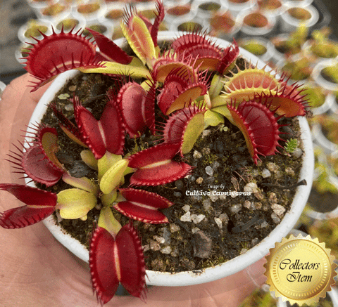 VENUS FLYTRAP:  Diablo 💎 Cultivo Exclusive (various sizes)