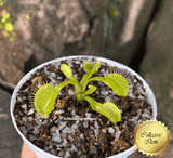 VENUS FLY TRAP: Flytrapstore's Grün for sale | Buy carnivorous plants and seeds online @ South Africa's leading online plant nursery, Cultivo Carnivores