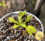 VENUS FLY TRAP: Flytrapstore's Grün for sale | Buy carnivorous plants and seeds online @ South Africa's leading online plant nursery, Cultivo Carnivores