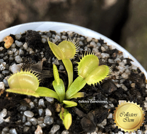 Dionaea Muscipula Galaxy * Venus flytrap winter bulbs for sale * Buy online @ Cultivo Carnivores, South Africa