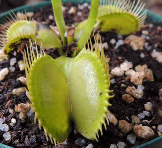 VENUS FLY TRAP: Flytrapstore's Grün for sale | Buy carnivorous plants and seeds online @ South Africa's leading online plant nursery, Cultivo Carnivores