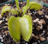 VENUS FLY TRAP: Flytrapstore's Grün for sale | Buy carnivorous plants and seeds online @ South Africa's leading online plant nursery, Cultivo Carnivores