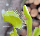 VENUS FLY TRAP: Flytrapstore's Grün for sale | Buy carnivorous plants and seeds online @ South Africa's leading online plant nursery, Cultivo Carnivores