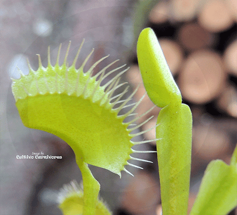 VENUS FLY TRAP: Flytrapstore's Grün for sale | Buy carnivorous plants and seeds online @ South Africa's leading online plant nursery, Cultivo Carnivores