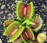 UK Sawtooth * Venus flytrap winter bulbs for sale * Buy online @ Cultivo Carnivores, South Africa