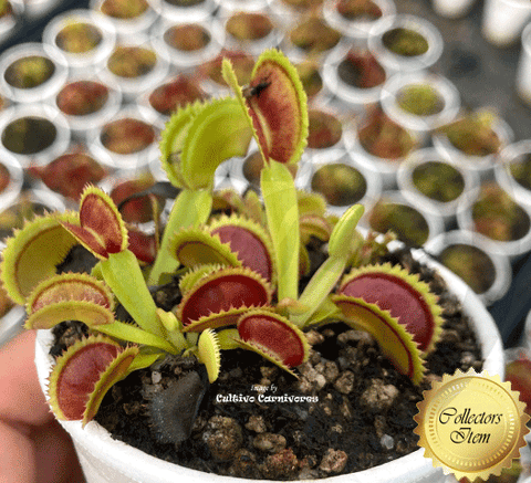 VENUS FLYTRAP:  Vitiligo