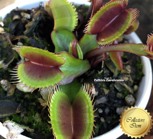 VENUS FLYTRAP:  Akai Ryu. BCP Clone F12 for sale | Buy carnivorous plants and seeds online @ South Africa's leading online plant nursery, Cultivo Carnivores