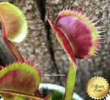 VENUS FLYTRAP:  Akai Ryu. BCP Clone F12 for sale | Buy carnivorous plants and seeds online @ South Africa's leading online plant nursery, Cultivo Carnivores