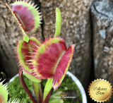VENUS FLYTRAP:  Akai Ryu. BCP Clone F12 for sale | Buy carnivorous plants and seeds online @ South Africa's leading online plant nursery, Cultivo Carnivores