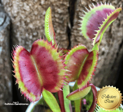 VENUS FLYTRAP:  Akai Ryu. BCP Clone F12 for sale | Buy carnivorous plants and seeds online @ South Africa's leading online plant nursery, Cultivo Carnivores