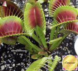 VENUS FLYTRAP: ARPC for sale | Buy carnivorous plants and seeds online @ South Africa's leading online plant nursery, Cultivo Carnivores