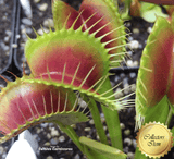 VENUS FLYTRAP:  ARPC for sale | Buy carnivorous plants and seeds online @ South Africa's leading online plant nursery, Cultivo Carnivores