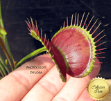 VENUS FLYTRAP: Black beauty for sale | Buy carnivorous plants and seeds online @ South Africa's leading online plant nursery, Cultivo Carnivores