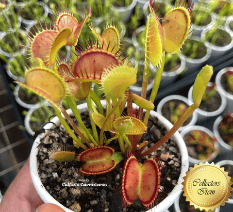 VENUS FLYTRAP: Black beauty for sale | Buy carnivorous plants and seeds online @ South Africa's leading online plant nursery, Cultivo Carnivores