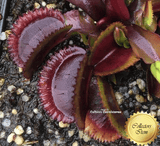 SPECIAL IMPORT:  Venus Flytrap cv Bohemian Garnet 🌱 15 small clumps (winterbulbs)