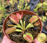COLLECTORS ITEM 🌟 Venus Flytrap BOOMAN's MUTANT 💎 Exact plant pictured! 📏 MED winterbulb (5-8cm in summer)