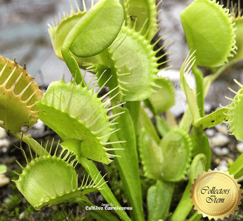 VENUS FLYTRAP: Cerberus | Buy carnivorous plants and seeds online @ South Africa's leading online plant nursery, Cultivo Carnivores