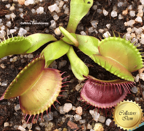 VENUS FLYTRAP: Cultivo's Chameleon for sale | Buy carnivorous plants and seeds online @ South Africa's leading online plant nursery, Cultivo Carnivores