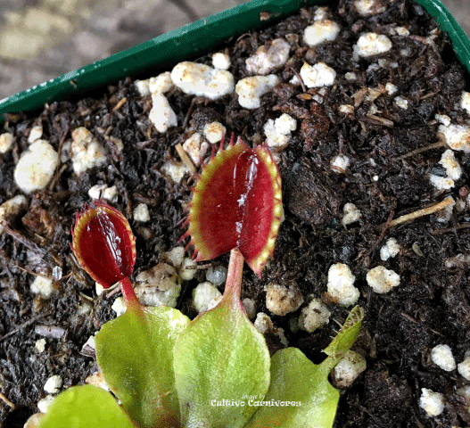 VENUS FLYTRAP:  Cupped Trap for sale | Buy carnivorous plants and seeds online @ South Africa's leading online plant nursery, Cultivo Carnivores