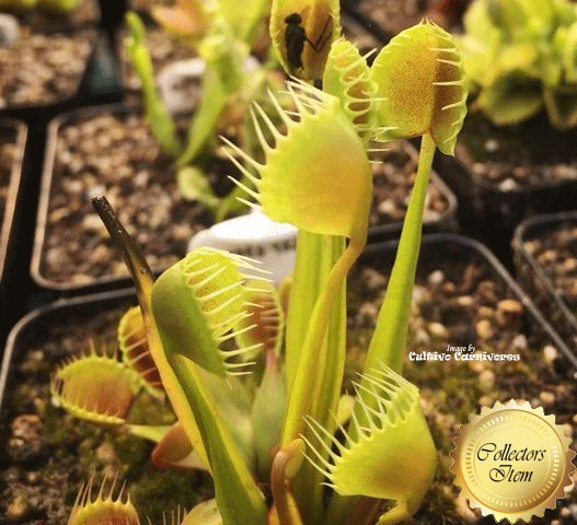 VENUS FLYTRAP: Cupped Trap for sale | Buy carnivorous plants and seeds online @ South Africa's leading online plant nursery, Cultivo Carnivores