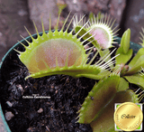 VENUS FLYTRAP: DC XL for sale | Buy carnivorous plants and seeds online @ South Africa's leading online plant nursery, Cultivo Carnivores