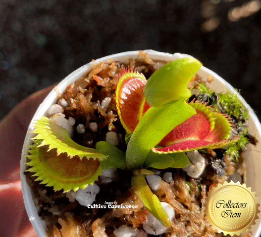 Venus Fly trap Dracula for sale * Buy online @ Cultivo Carnivores South Africa