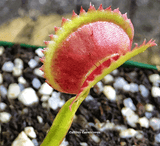 VENUS FLYTRAP:  Flaming Lips for sale | Buy carnivorous plants and seeds online @ South Africa's leading online plant nursery, Cultivo Carnivores