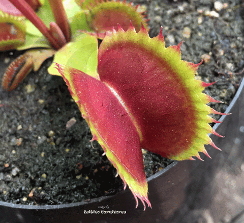 VENUS FLYTRAP:  Flaming Lips for sale | Buy carnivorous plants and seeds online @ South Africa's leading online plant nursery, Cultivo Carnivores