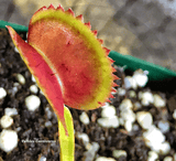 VENUS FLYTRAP:  Flaming Lips for sale | Buy carnivorous plants and seeds online @ South Africa's leading online plant nursery, Cultivo Carnivores