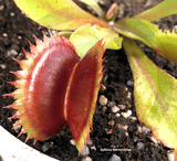 VENUS FLYTRAP:  Flaming Lips for sale | Buy carnivorous plants and seeds online @ South Africa's leading online plant nursery, Cultivo Carnivores